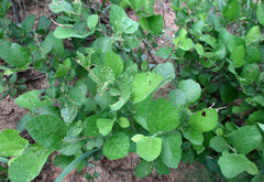 Grewia avellana