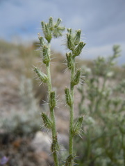 Cryptantha scoparia