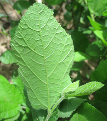 Grewia avellana