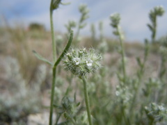 Cryptantha scoparia
