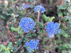 Ceanothus impressus