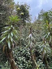 Siphocampylus lucidus