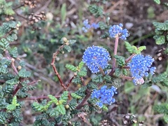 Ceanothus impressus
