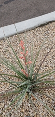 Hesperaloe