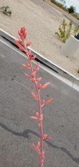 Hesperaloe