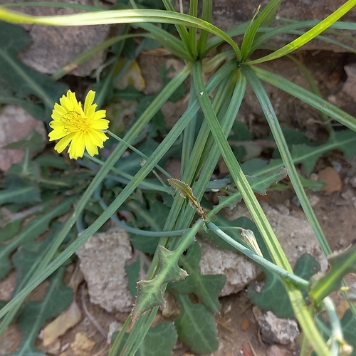 Crepis tectorum iNat (2)