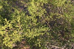 Philotheca difformis