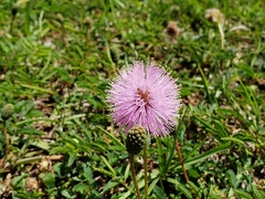 Mimosa strigillosa