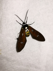 Chrysocale