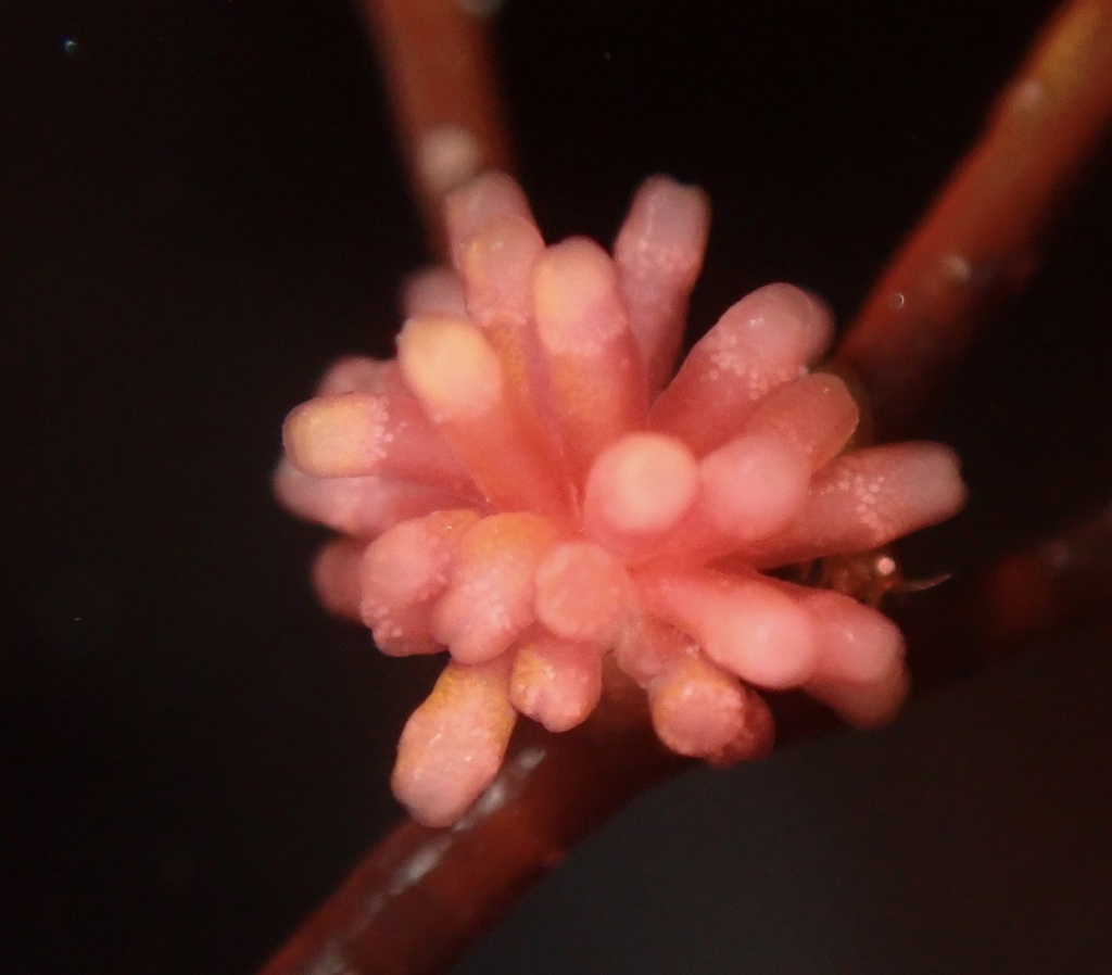 Heterojanczewskia lappacea