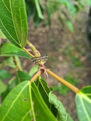 Scolypopa
