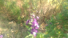 Angelonia angustifolia