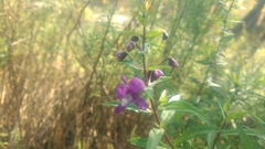 Angelonia angustifolia