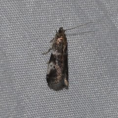 Acrobasis vaccinii