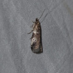 Acrobasis vaccinii