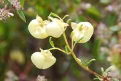 Calceolaria virgata