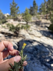 Carlquistia muirii
