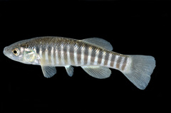 Fundulus zebrinus