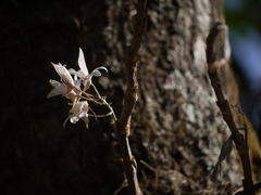 Dendrobium barbatulum