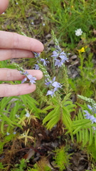 Veronica velutina