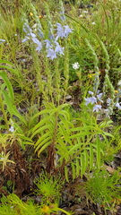 Veronica velutina