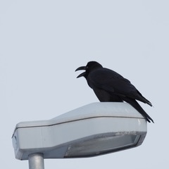 Corvus macrorhynchos