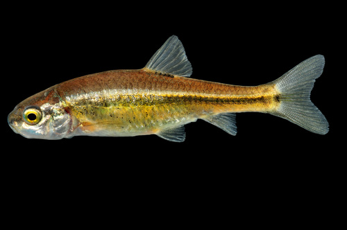 Roundnose Minnow