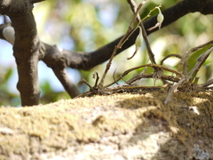 Dendrobium barbatulum