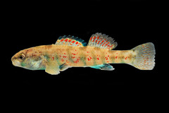 Etheostoma lepidum