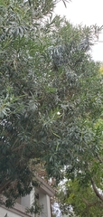 Nerium oleander