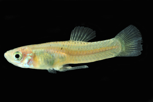 Gambusia echelleorum