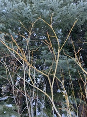 Salix monticola