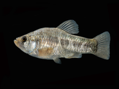 Cyprinodon pecosensis
