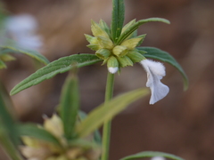 Leucas lavandulifolia