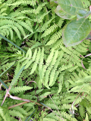 Thelypteris palustris pubescens