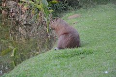 Hydrochoerus hydrochaeris