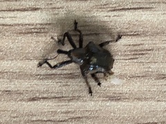 Oemethylus triangularis