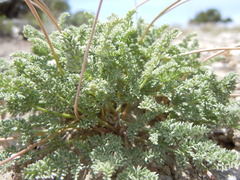 Cymopterus nivalis