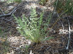 Cymopterus nivalis