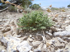 Cymopterus nivalis