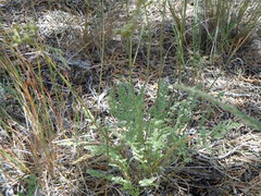 Cymopterus nivalis