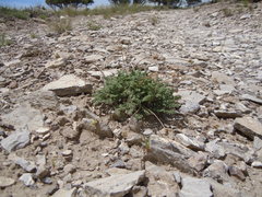 Cymopterus nivalis