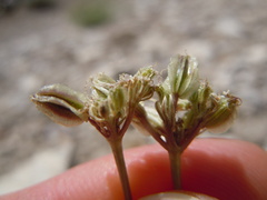 Cymopterus nivalis
