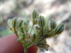 Cymopterus nivalis