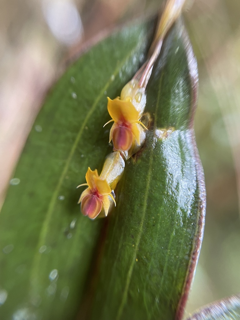Lepanthes mucronata