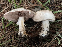 Agaricus perobscurus