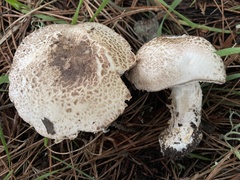 Agaricus perobscurus