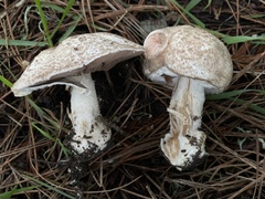 Agaricus perobscurus
