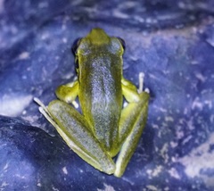 Ranoidea wilcoxii