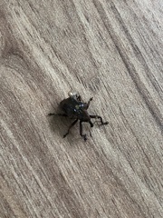 Oemethylus triangularis